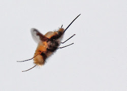 can bees fly through bird netting 5