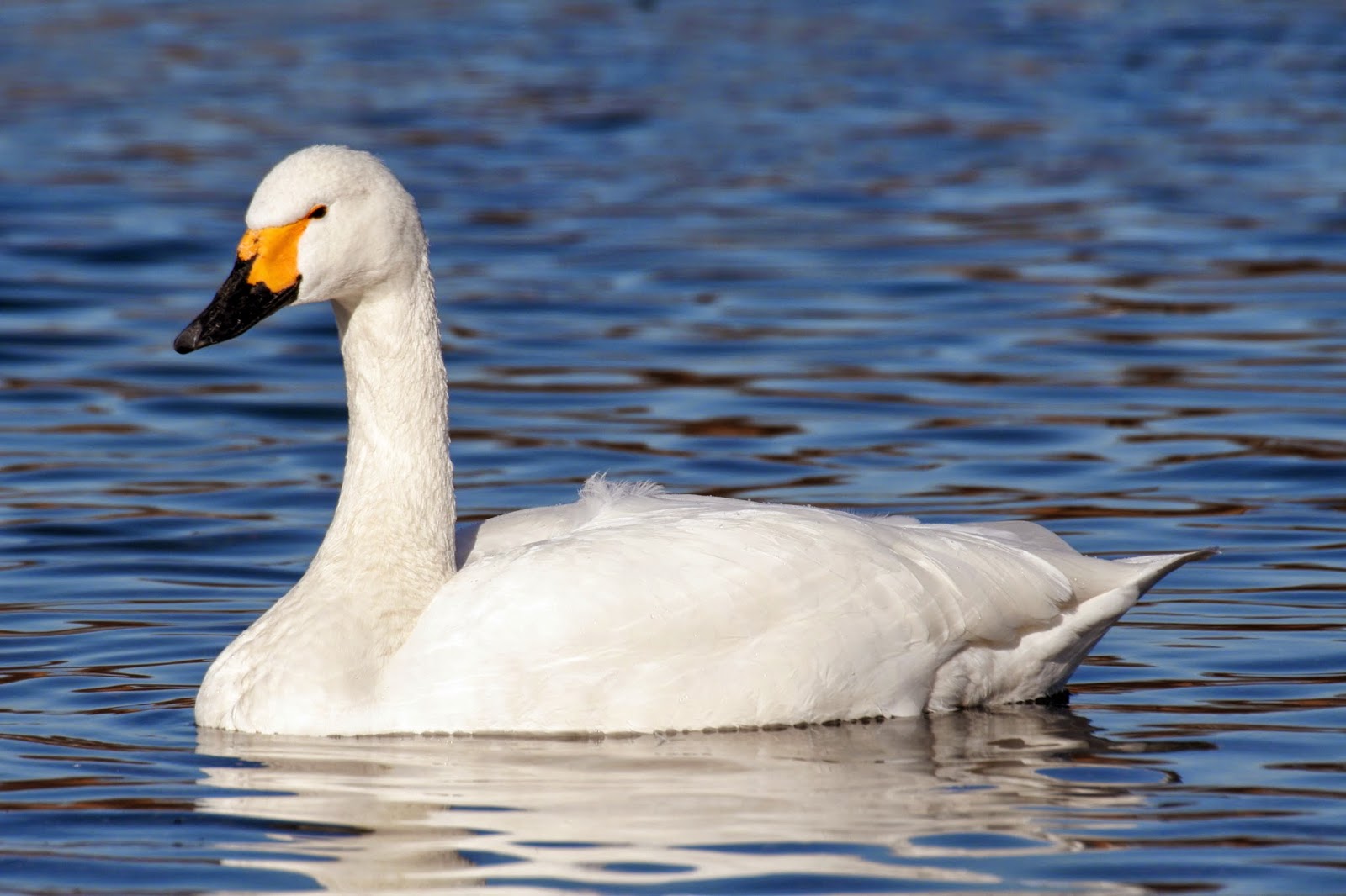 Tundra Swan Wild Life World tundra-swan-wild-life-world