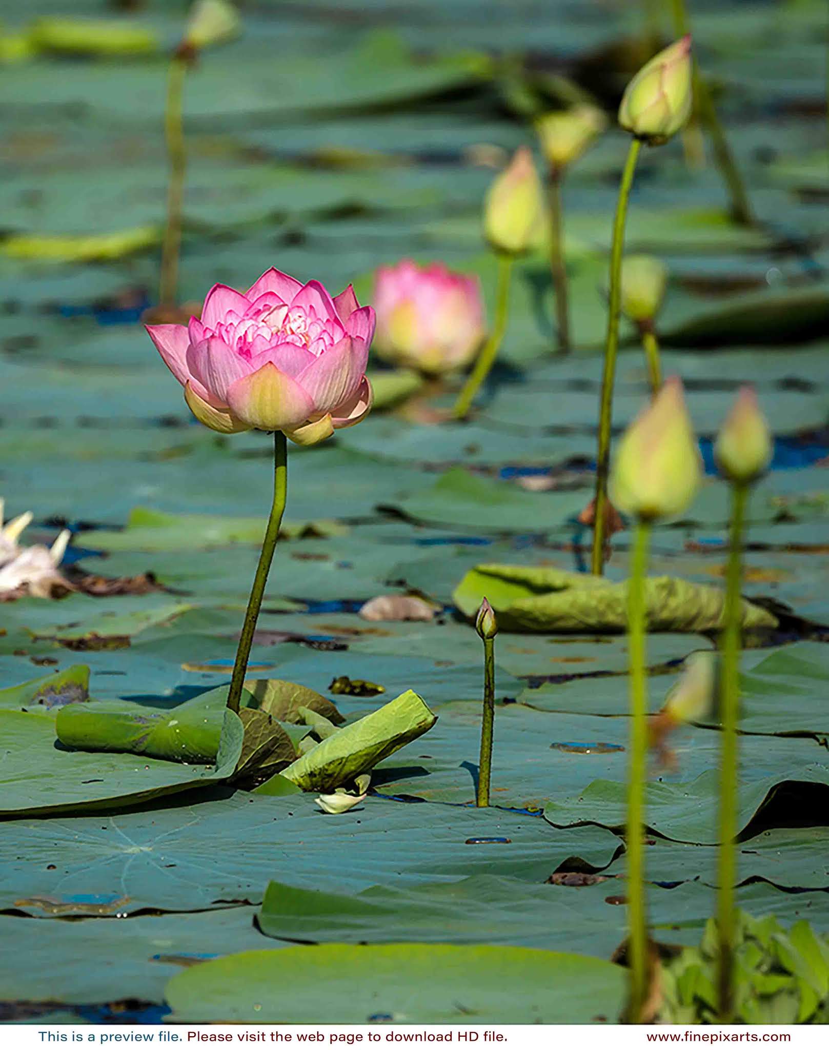 Lotus flower 00059