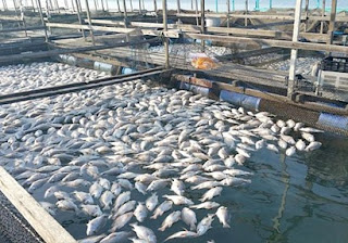 fish farming business plan in zambia