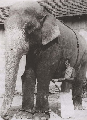 Fotografía del elefante Gajarajan Guruvayoor Kesavan