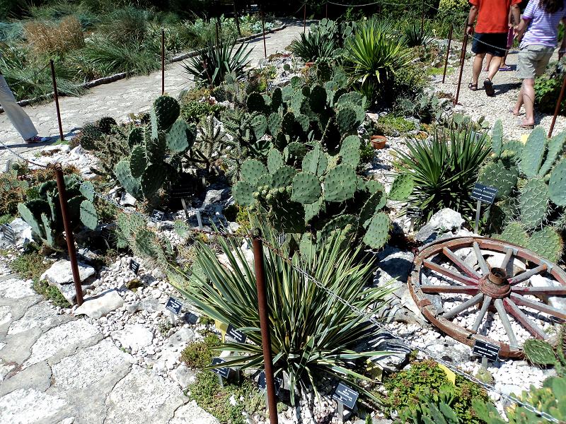 Printre cactusi in Gradina Botanica Balcic