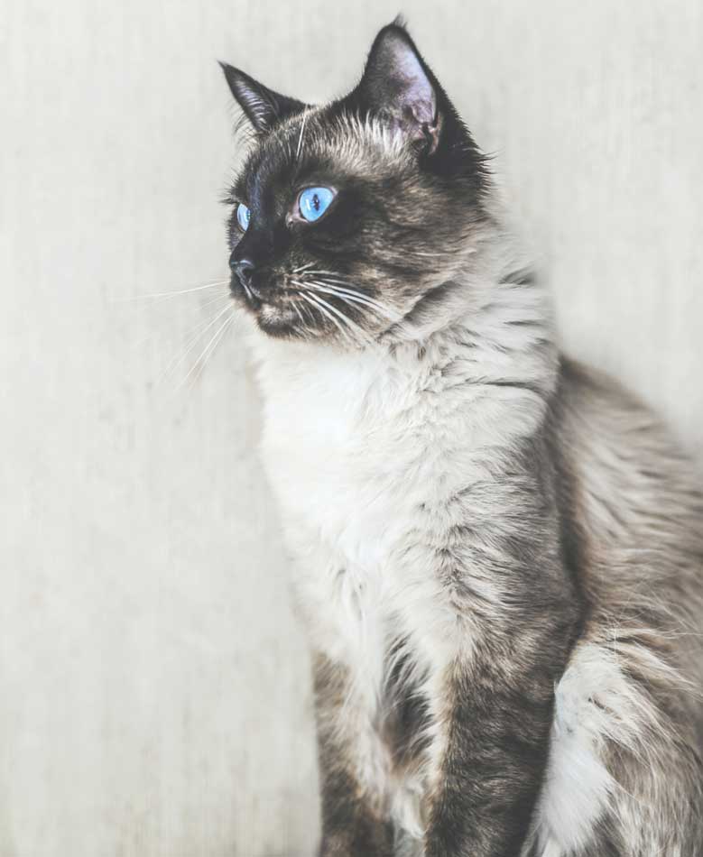 Balinese Kedi Irkı ve Özellikleri