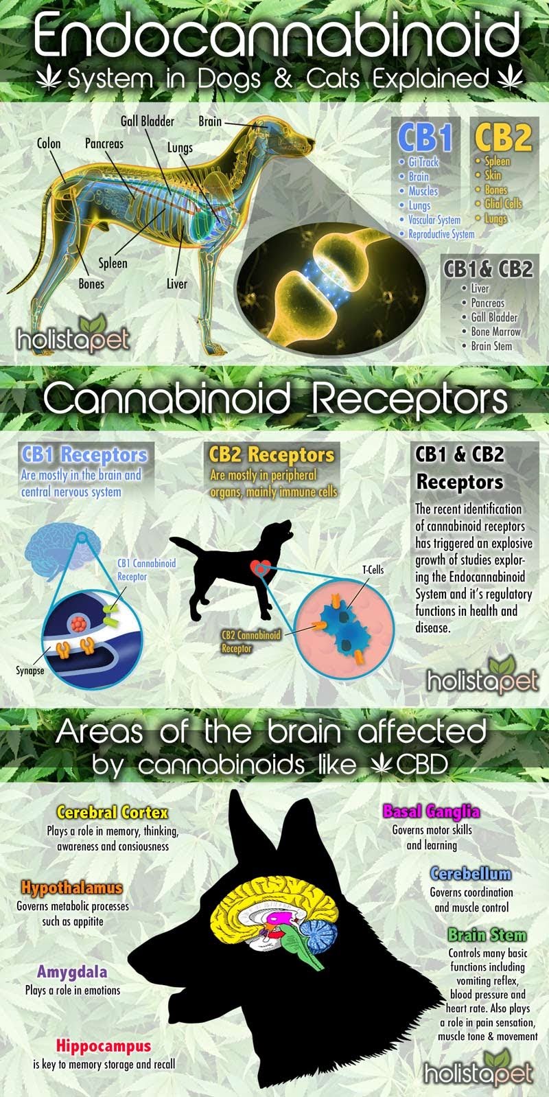 Endocannabinoid System in Dogs & Cats Explained #infographic