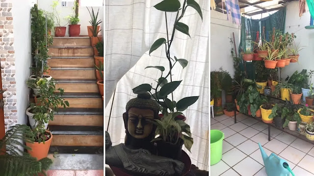 pent house garden of ankur sethi