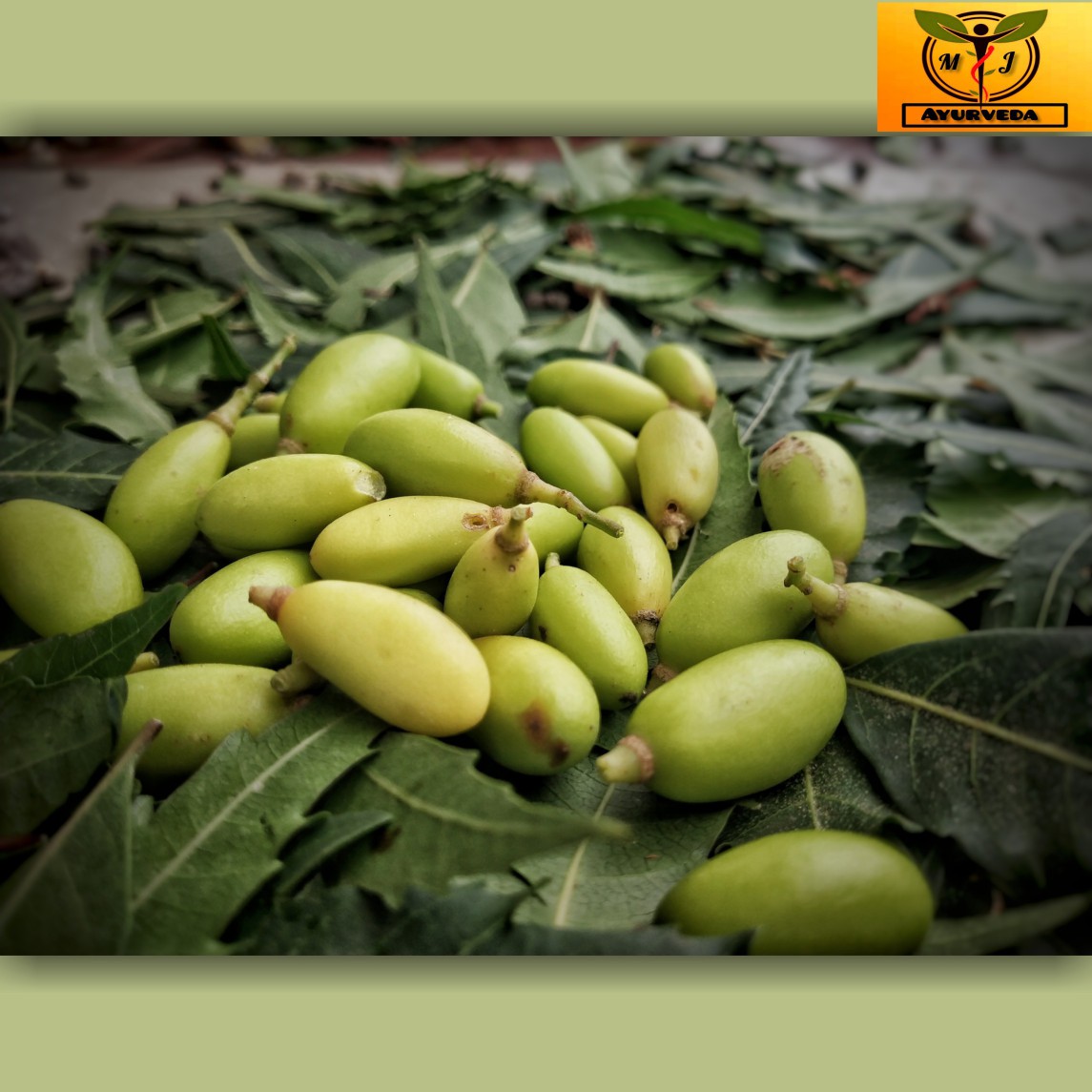 Medicinal Importance Of Neem Tree.