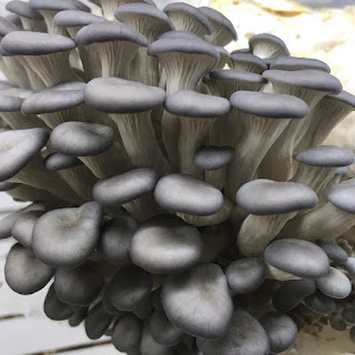 Blue Oyster mushrooms