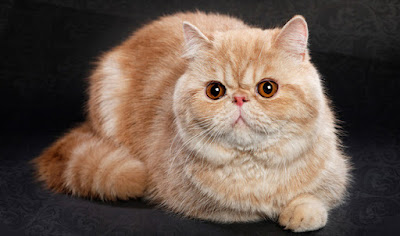 Exotic Shorthair Cat Breed Singapore Pets