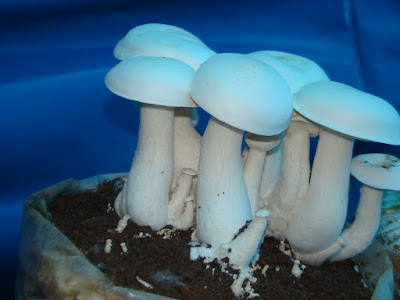 Milky mushroom cultivation