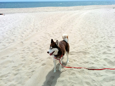 My dog Icy crusin' along the beach  #dogbeach #dogs