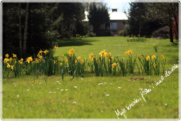Wiosna w ogrodzie. Spring in my garden.