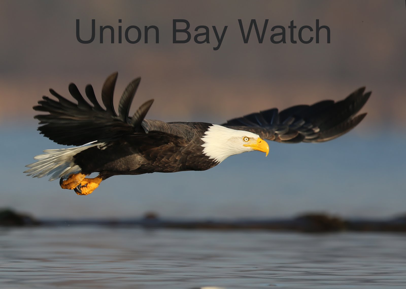  Union Bay Watch  