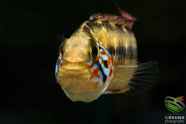 Apistogramma sp. D58