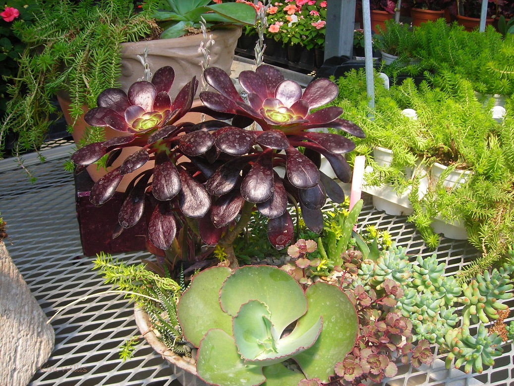 Gardening Granny's Gardening Pages Starting a plant based business