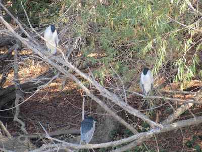 Colusa National Wildlife Refuge