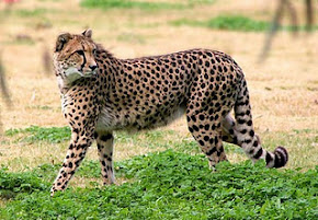 Cheetah