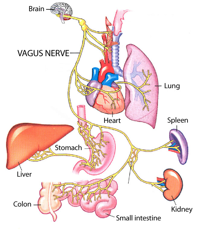 Блуждающий нерв отзывы. Нервус вагус блуждающий нерв. Блуждающий нервы. Схема блуждающего нерва. Блуждающий нерв анатомия.