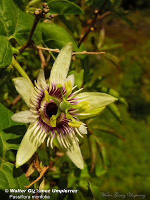 Comida de víboras (Passiflora morifolia)