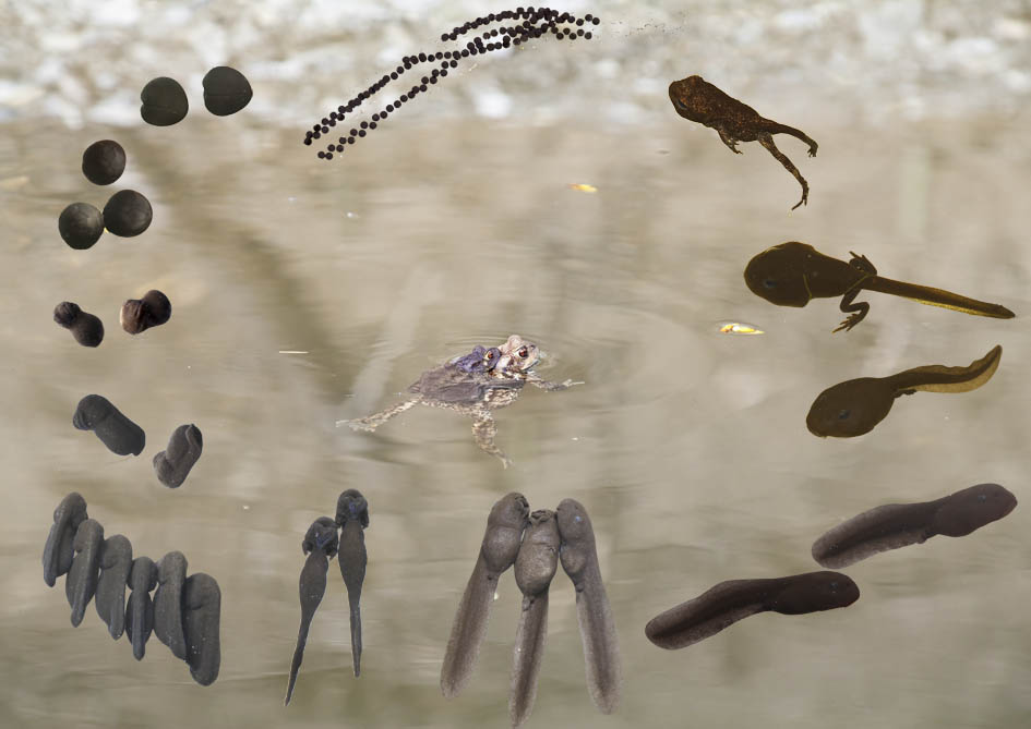 Ab Wieviel Grad Werden Amphibien Aktiv Dein NachbarLohbach: Amphibienentwicklung