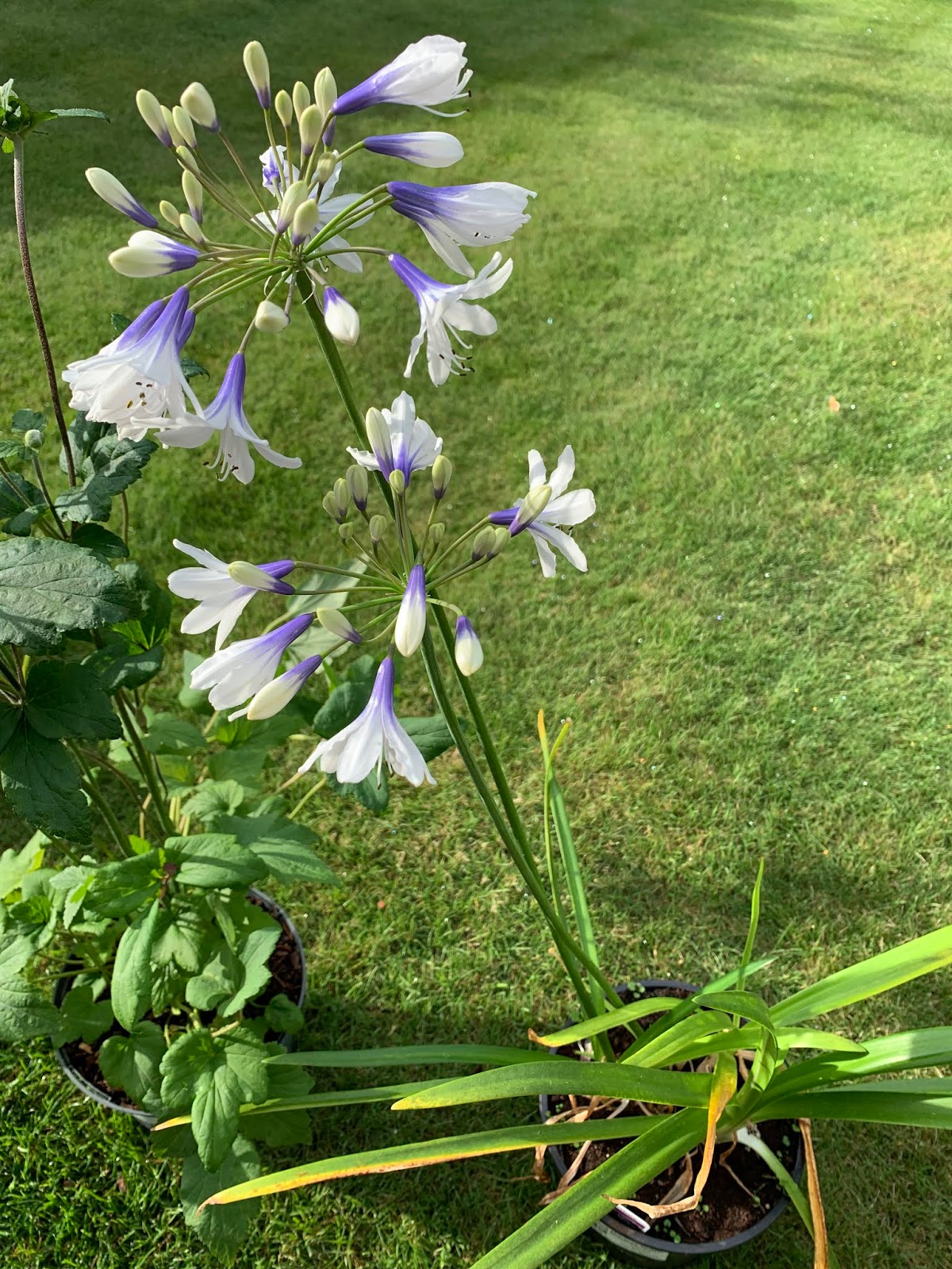 Lord Belmont in Northern Ireland August Plants