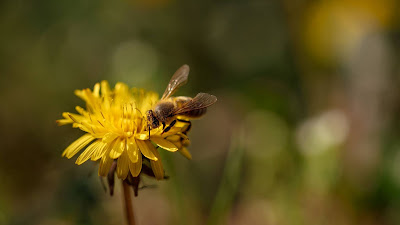 Bee, Dandelion, Flower.  Download free hd wallpaper and background image