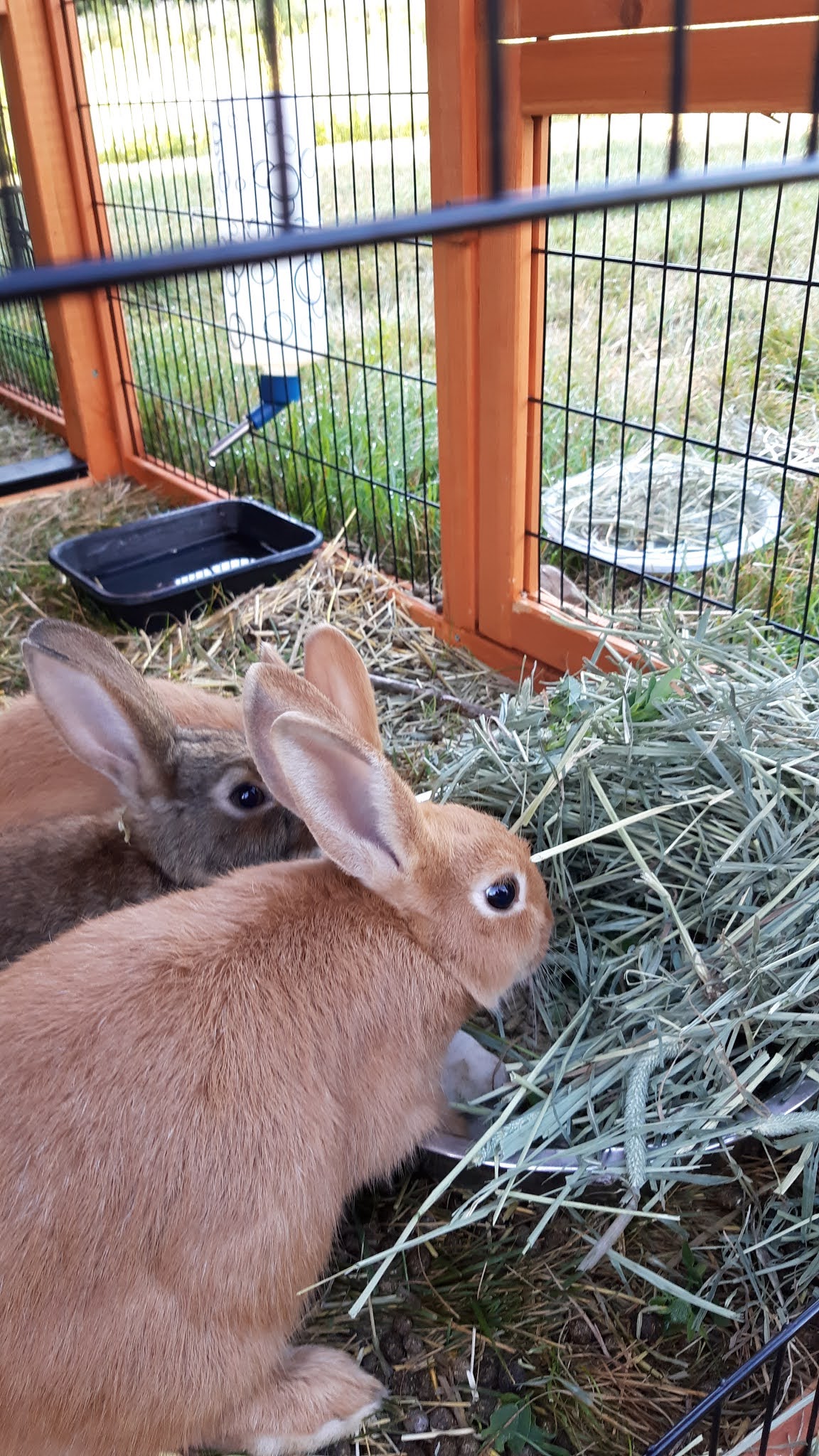 Raising Bunnies What are Tennesse redbacks?