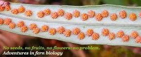 No seeds, no fruits, no flowers: no problem - BOTANY BLOG