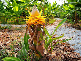 ต้นกล้วยดารารัศมี, กล้วยคุนหมิง Musella lasiocarpa