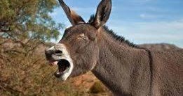 شبهات وأدلة في تفاسير القرآن الكريم