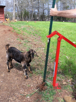 The post puller lifted the t-post out easily