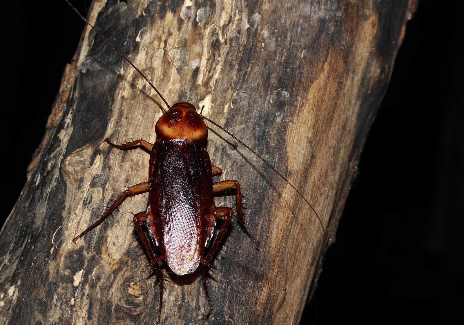 Biodiversity of Cyprus by NGO Protection of the Natural Heritage and ...