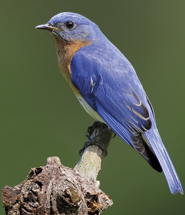 Ahes Wallpapers: Free Vintage Clip Art - Eastern Bluebirds