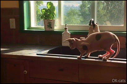 Funny Cat GIF • Sphynx Kitten tries to catch a fly but falls on the floor. Gravity wins again Funny Cat GIF • Sphynx Kitten tries to catch a fly but falls on the floor. Gravity wins again