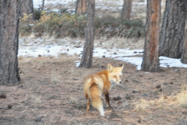 wild fox Woodland Park Colorado Coloradoviews.filminspector.com