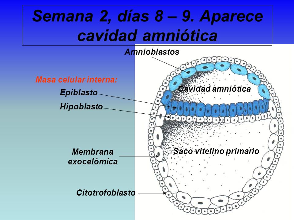Embriología UCC