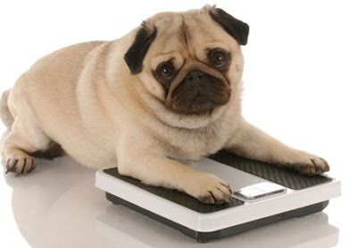 Dog Obesity - Chubby pug lying on the scales