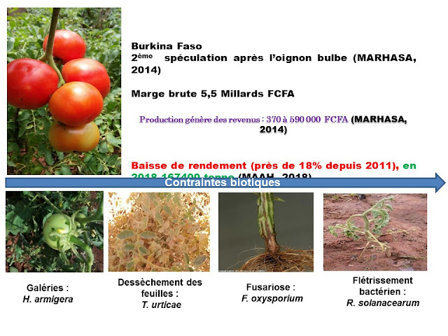 Contraintes biotiques liées à la production de la tomate