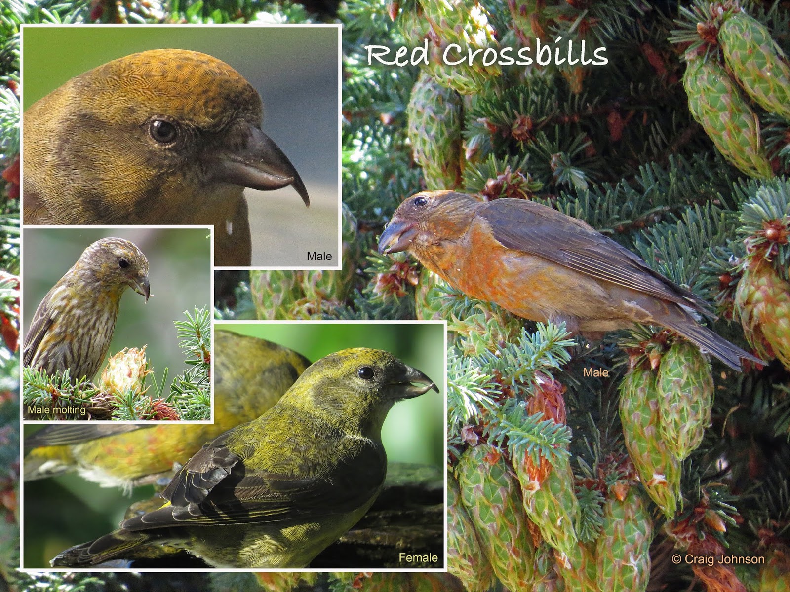 Puget Sound Backyard Birds