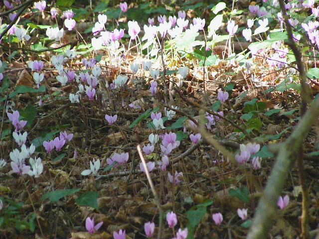 Naturalised cyclamens, Indre et Loire. France. Photo by Loire Valley Time Travel. Naturalised cyclamens, Indre et Loire. France. Photo by Loire Valley Time Travel.