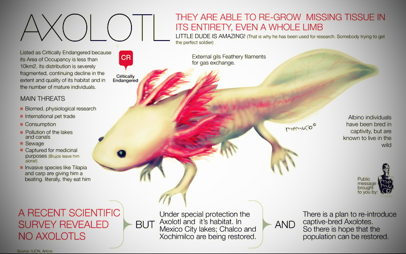 Alam Mengembang Jadi Guru Axolotl Salamander yang tak berMetamorfosis