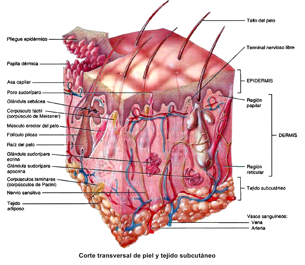 ¿Cómo se forman, dónde se ubican las crestas papilares?