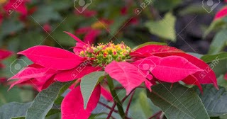 EWÉ ERVAS SAGRADAS ( SAGRED HERBS ): ÈWÉ RINRIN PUPA