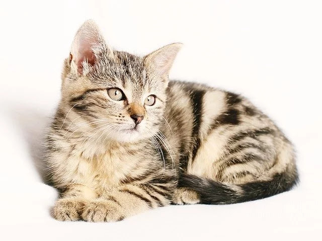 200 Unknown Facts About Cat You Didn't Know