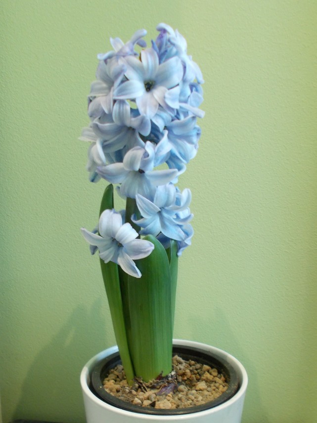 The Green Fingered Blog Growing hyacinths indoors for Christmas