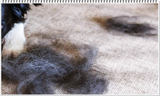 영리한 개 보더콜리 지능 탈모 5