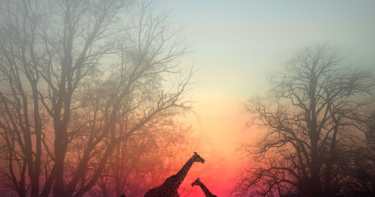 Жирафы на закате. Жирафики на закате. Животные на закате. Закат в Африке.