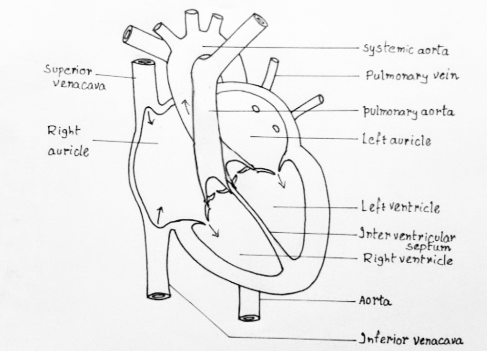 Important Drawings  How to Draw a Internal Structure of The HEART   Zoology Diagrams  YouTube