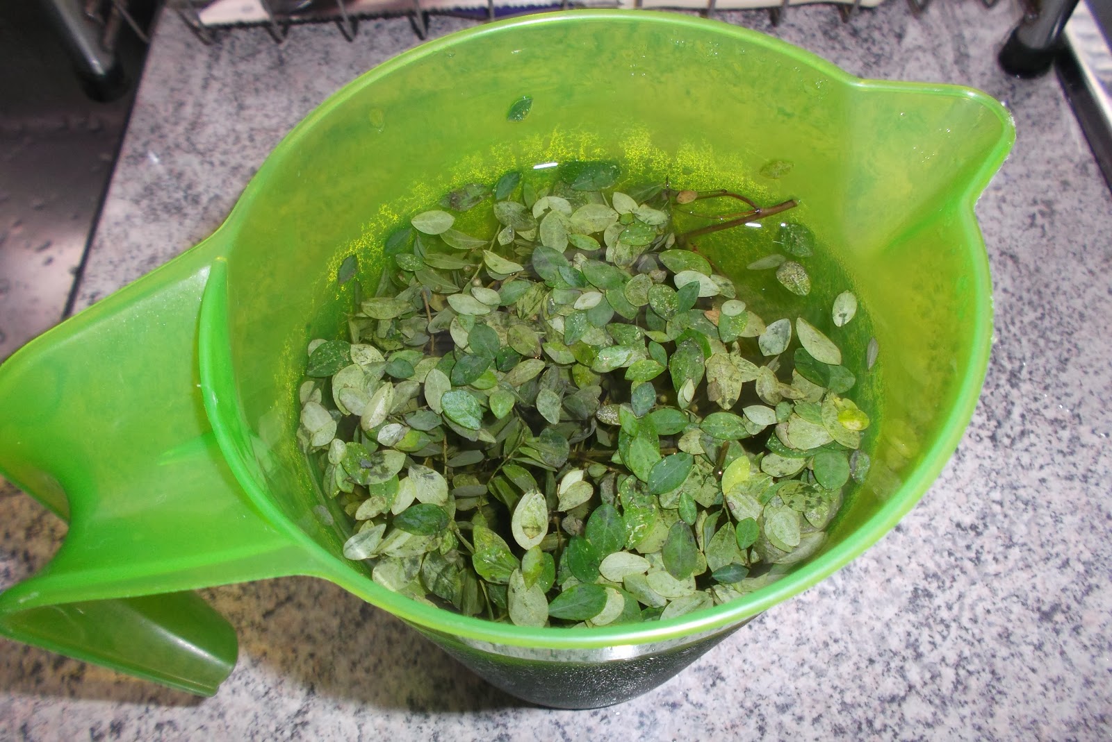 Benefício e contra-indicação do chá de quebra-pedra - Valor Em Casa