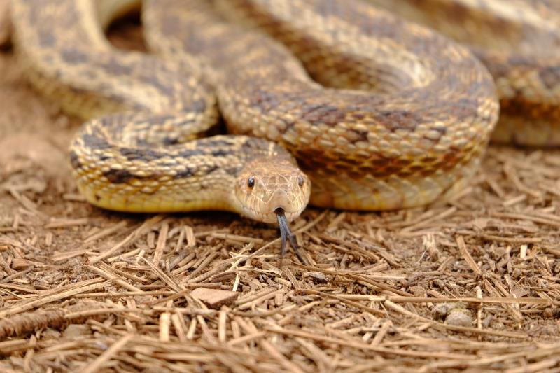 Is Gopher snake dangerous? Where do gopher snakes live?