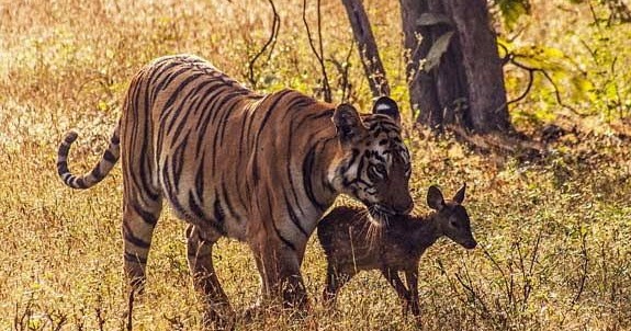 Interaksi dalam Ekosistem